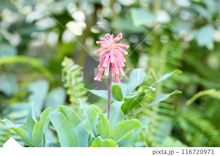 ベルセイミア グラウカの花 ベルセイミア グラウカの花 116720971