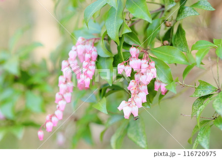 アセビの花 116720975