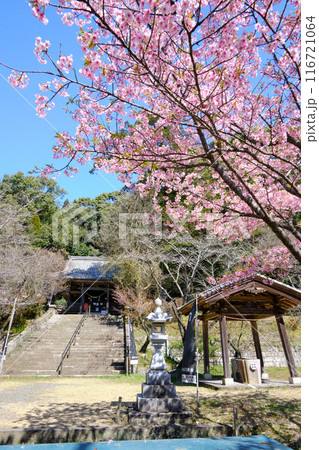 美しく咲き誇る精矛神社のサクラ 美しく咲き誇る精矛神社のサクラ 116721064
