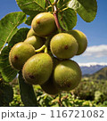 green kiiwis on a tree 116721082