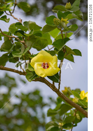 ハマボウのある景色 116721108