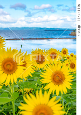海岸沿いのひまわり畑の景色 116721110