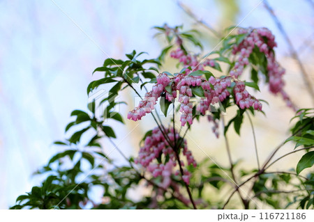 アセビの花 116721186