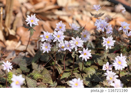 優雅　ユキワリイチゲの花 116721190