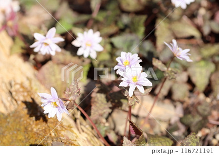 優雅 ユキワリイチゲの花 優雅 ユキワリイチゲの花 116721191