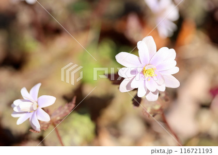 優雅 ユキワリイチゲの花 優雅 ユキワリイチゲの花 116721193