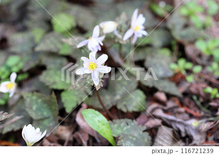 優雅　ユキワリイチゲの花 116721239