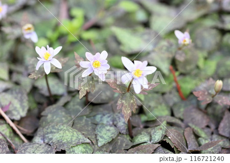 優雅　ユキワリイチゲの花 116721240