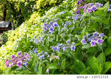初夏のガーデンに咲く紫色のガクアジサイの花 初夏のガーデンに咲く紫色のガクアジサイの花 116721318