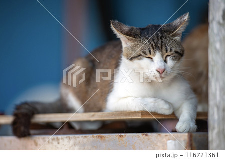 板の上で寝ている猫【少々不満なイカ耳】 板の上で寝ている猫【少々不満なイカ耳】 116721361