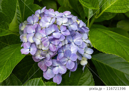 初夏に咲くガーデンの薄紫色のアジサイの花 116721396