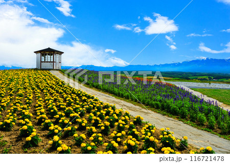 花畑のなかのガゼボ 花畑のなかのガゼボ 116721478