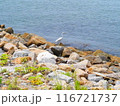 男木島風景 116721737