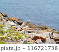 男木島風景 116721738