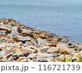 男木島風景 116721739