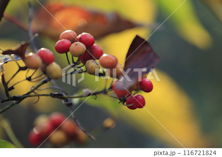 秋の森景色 紅葉の森の赤いサルトリイバラの実 秋の森景色 紅葉の森の赤いサルトリイバラの実 116721824