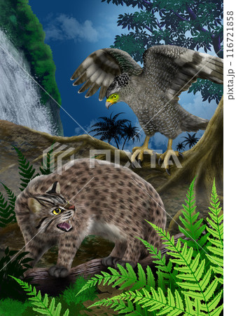 イリオモテヤマネコとカンムリワシ イリオモテヤマネコとカンムリワシ 116721858