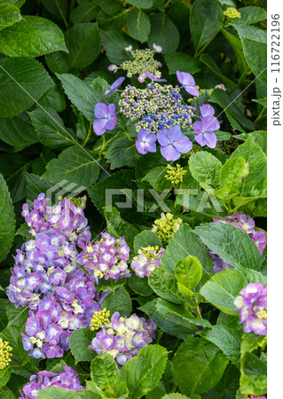 初夏のガーデンに咲く紫色のガクアジサイの花 116722196