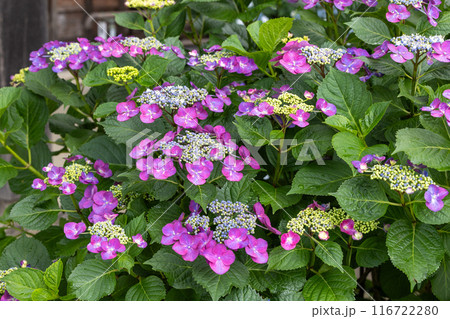 アジサイ寺の美しいピンク色のガクアジサイの花 116722280