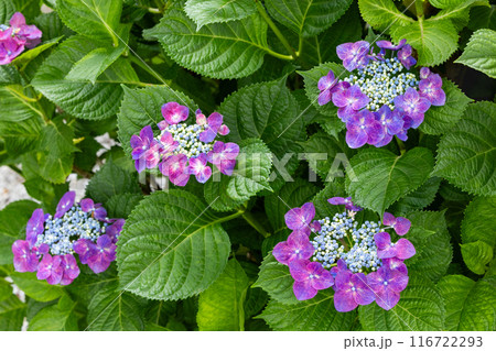 初夏に咲く下田公園の美しい紫色のガクアジサイの花 116722293