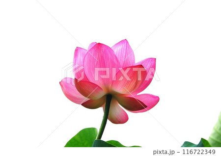 ピンクのハス 116722349