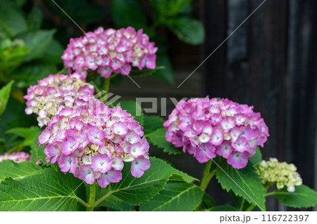 アジサイ寺のピンク色のアジサイの花 アジサイ寺のピンク色のアジサイの花 116722397