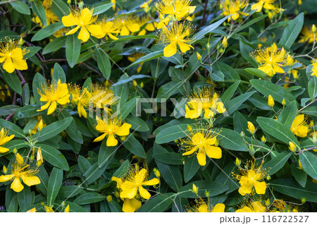 初夏のガーデンで鮮やかに咲くセイヨウオトギリソウの花 116722527