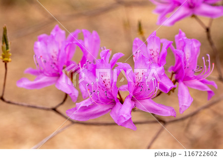 美しい土佐三つ葉ツツジの花 116722602