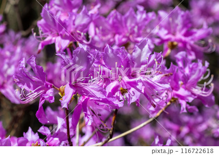 美しい土佐三つ葉ツツジの花 美しい土佐三つ葉ツツジの花 116722618
