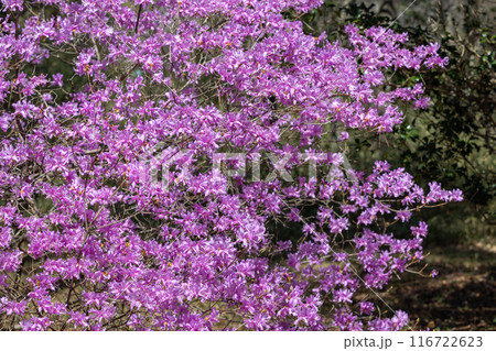 美しい土佐三つ葉ツツジの花 美しい土佐三つ葉ツツジの花 116722623