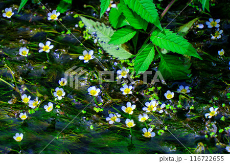 ほたる川のバイカモ 116722655