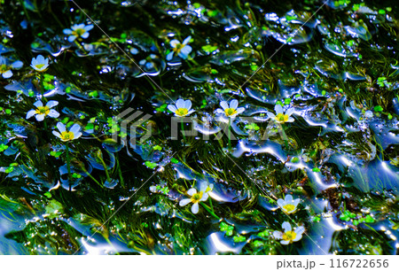 夏の水中花 116722656