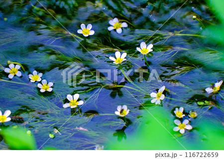 清流に咲く花 116722659