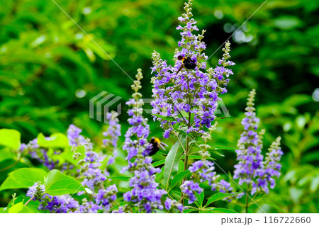 セイヨウニンジンボクと花蜂 セイヨウニンジンボクと花蜂 116722660