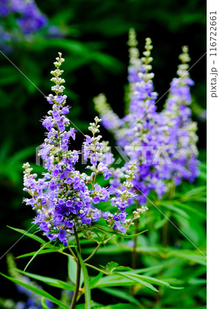 鮮やかな紫色の花を咲かせたハーブ（縦） 116722661