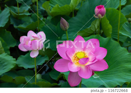池に咲く美しい古代ハスの花とつぼみ 116722668