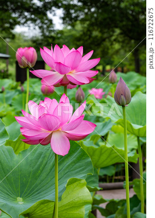 池に咲く美しい古代ハスの花とつぼみ 池に咲く美しい古代ハスの花とつぼみ 116722675