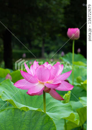 池に咲く美しい古代ハスの花とつぼみ 池に咲く美しい古代ハスの花とつぼみ 116722679