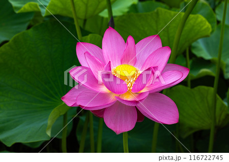 早朝の池に咲く美しい古代ハスの花のクローズアップ 早朝の池に咲く美しい古代ハスの花のクローズアップ 116722745