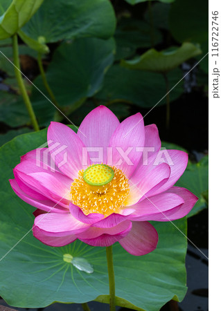 早朝の池に咲く美しい古代ハスの花のクローズアップ 116722746