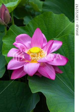 早朝の池に咲く美しい古代ハスの花のクローズアップ 116722747