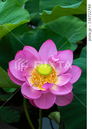 早朝の池に咲く美しい古代ハスの花のクローズアップ 早朝の池に咲く美しい古代ハスの花のクローズアップ 116722749