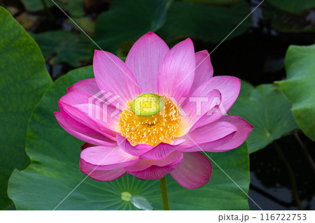 早朝の池に咲く美しい古代ハスの花のクローズアップ 早朝の池に咲く美しい古代ハスの花のクローズアップ 116722753