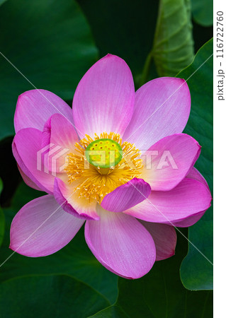 早朝の池に咲く美しい古代ハスの花のクローズアップ 116722760