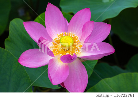 早朝の池に咲く美しい古代ハスの花のクローズアップ 116722761