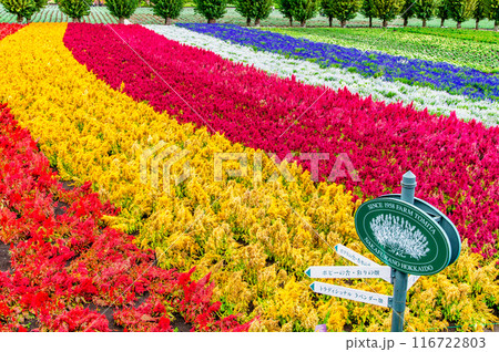北海道富良野 秋のファーム富田 彩りの畑 北海道富良野 秋のファーム富田 彩りの畑 116722803