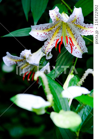 山百合と半夏生（縦） 116722902