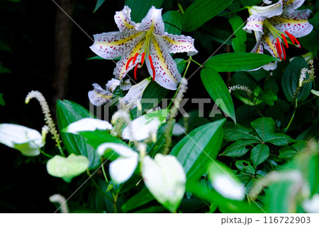 ヤマユリとハンゲショウ ヤマユリとハンゲショウ 116722903