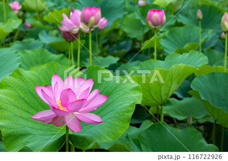 池に咲く美しいハスの花を望む景色 池に咲く美しいハスの花を望む景色 116722926