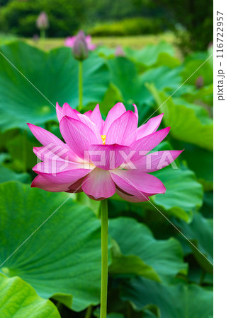 早朝の池に咲く美しいハスの花を横から望んだ光景 早朝の池に咲く美しいハスの花を横から望んだ光景 116722957